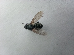 Sarcophagidae