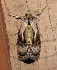Chrysanympha formosa