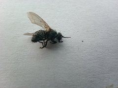 Sarcophagidae
