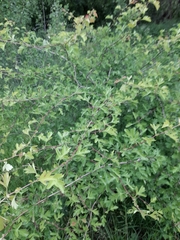 Crataegus monogyna