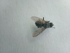 Sarcophagidae