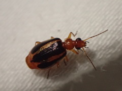 Lebia solea