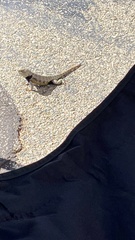 Sceloporus uniformis