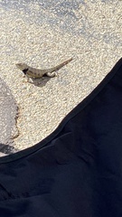 Sceloporus uniformis