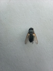 Pollenia