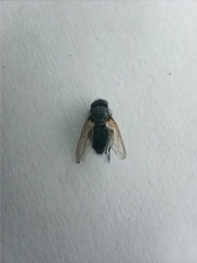 Pollenia