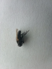 Pollenia