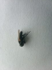 Pollenia