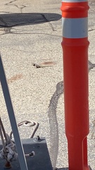 Sceloporus uniformis