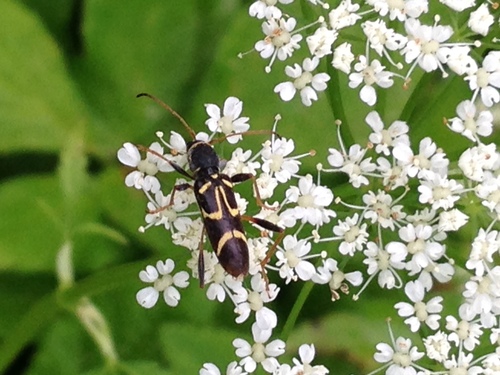 Round-necked Longhorn Beetle photo 4