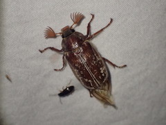 Polyphylla variolosa