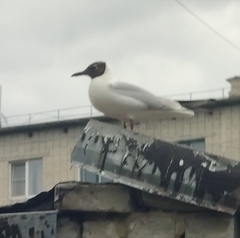 Chroicocephalus ridibundus