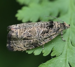 Olethreutes furfuranum