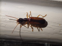 Leptotrachelus dorsalis