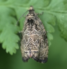 Olethreutes furfuranum