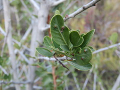 Schinus patagonica