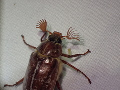 Polyphylla variolosa