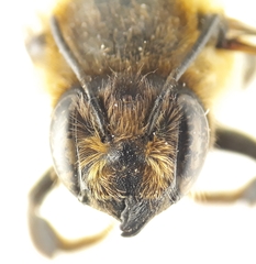 Megachile willughbiella