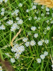 Stellaria graminea