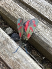 Zygaena filipendulae