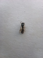 Anthophila