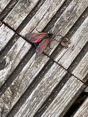 Zygaena filipendulae