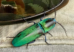Chalcolepidius smaragdinus
