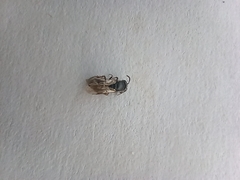Anthophila