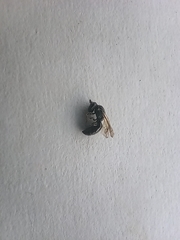 Anthophila