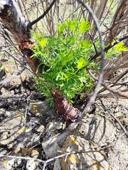Bursera galeottiana