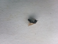 Anthophila
