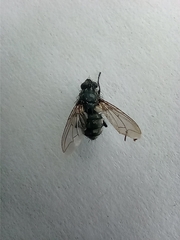 Sarcophagidae