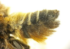 Megachile willughbiella