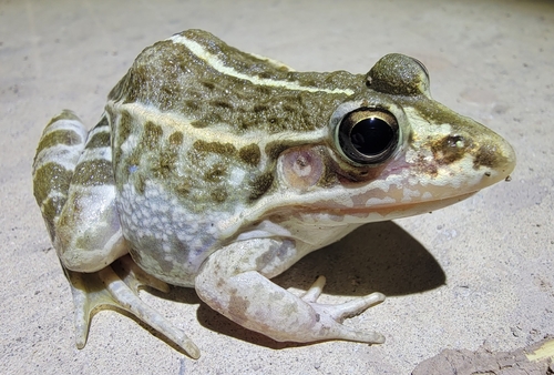 Black-spotted Frog