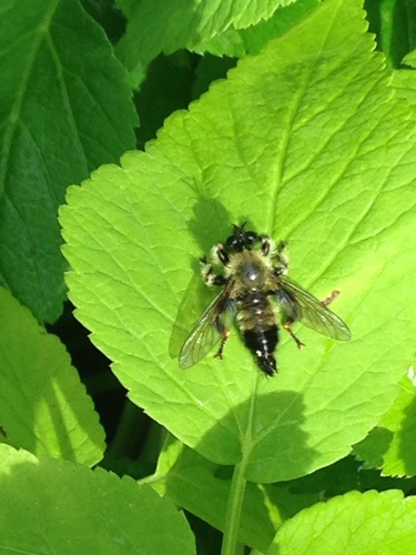 Yellow-waisted Laphria photo 5