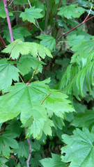 Acer circinatum