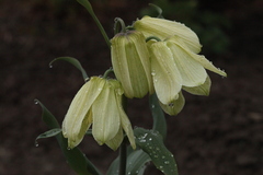 Fritillaria pallidiflora