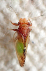 Nyctiphalerus vermiculosus