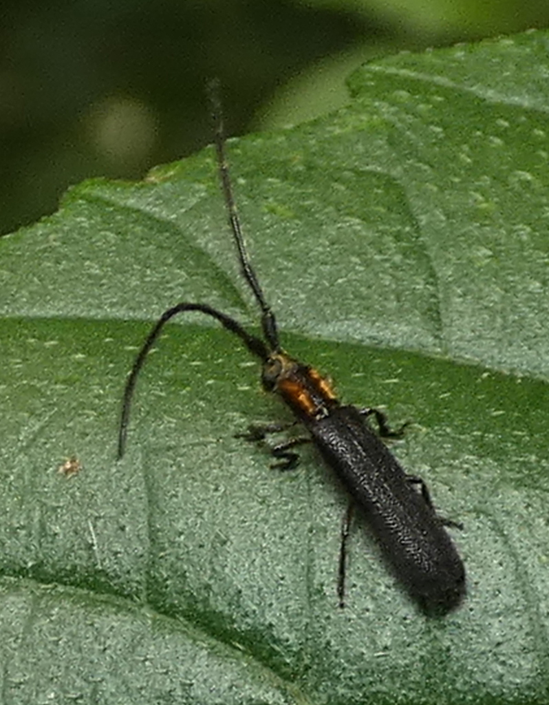 Antodice aureicollis