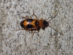 Badister neopulchellus