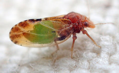 Nyctiphalerus vermiculosus