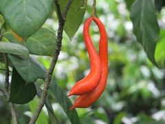 Tabernaemontana aurantiaca