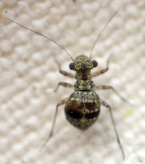 Mesopsocus