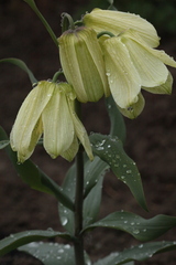 Fritillaria pallidiflora