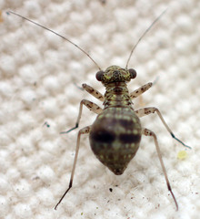 Mesopsocus