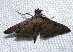 Nacoleia charesalis
