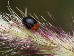 Exochomus nigripennis