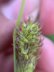 Carex atherodes