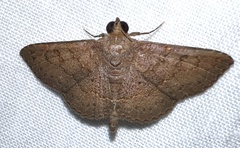 Antiblemma perva