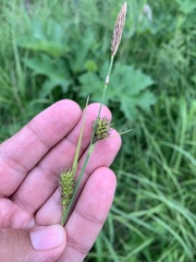 Carex atherodes